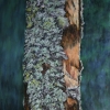 Bark 19” X 14” (49 X 36 Cm), Pastel