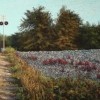 Crossing 16.5” X 28” (42 X 72 Cm), Pastel
